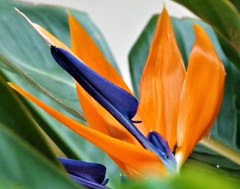極楽鳥花、バード・オブ・パラダイス、ストレリチア［極楽鳥花科］