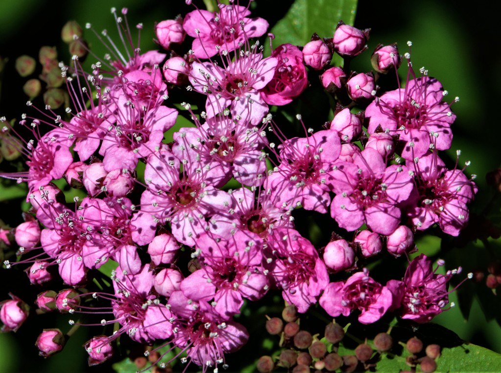 下野、木下野［薔薇科］