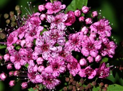 下野、木下野［薔薇科］