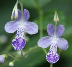 雁草、雁金草、帆掛草［紫蘇科］ 