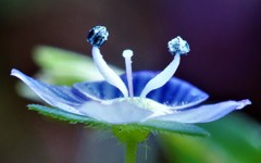 大犬のフグリ、瑠璃唐草、天人唐草、星の瞳［大葉子科］