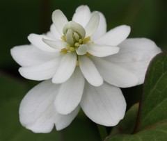 八重毒痛み［ドクダミ科］