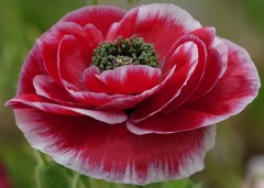 雛芥子、雛罌粟［芥子科］