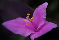 御紫殿、パープルハート［露草科］