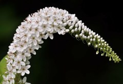 岡虎の尾、丘虎の尾［桜草科］