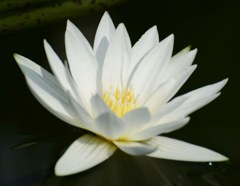 睡蓮［睡蓮科］