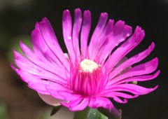 松葉菊［浜水菜科］