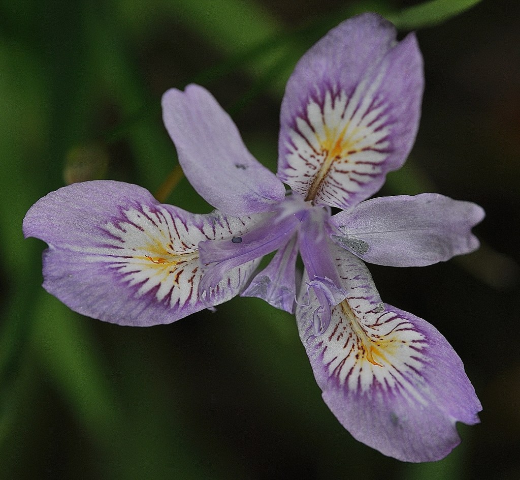 姫射干、姫著莪［文目科］