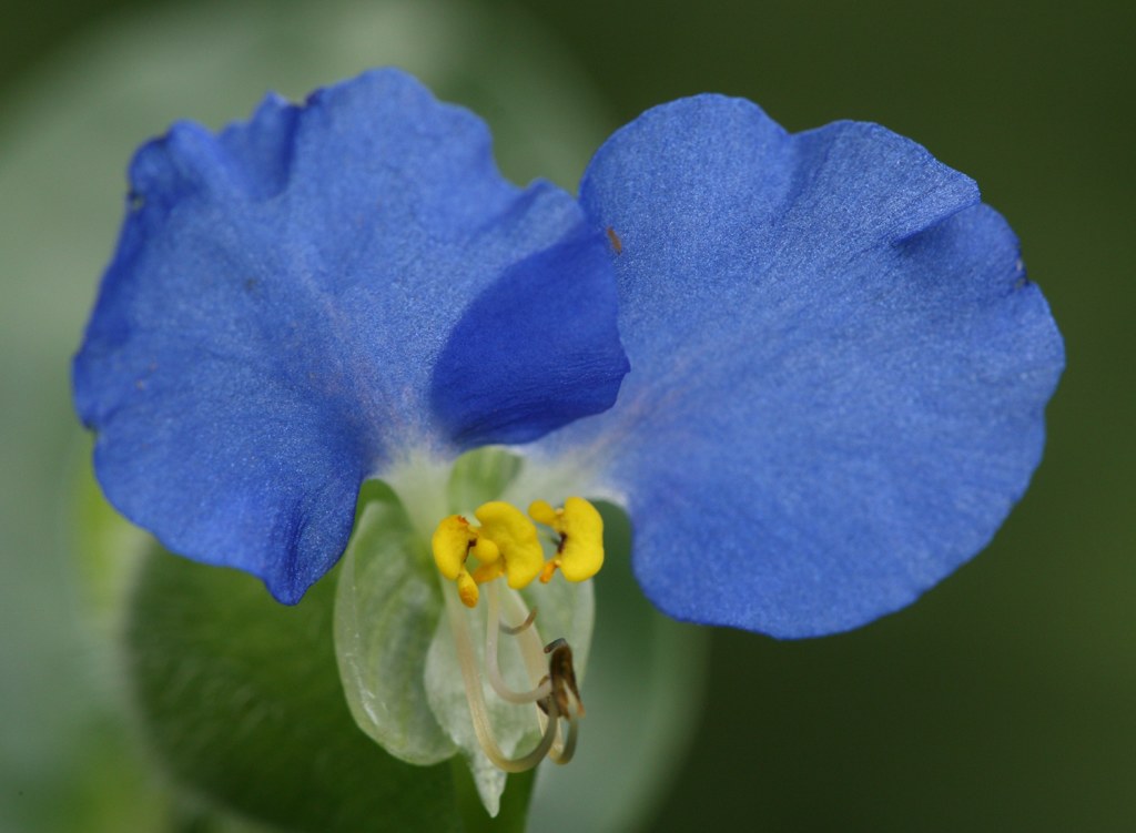 露草、 藍花、月草、蛍草［露草科］