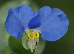 露草、 藍花、月草、蛍草［露草科］