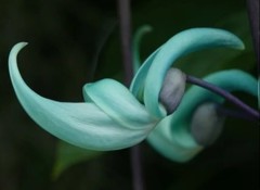 翡翠葛(ヒスイカズラ)［豆科］