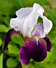 ドイツ菖蒲、ジャーマン・アイリス［文目科］