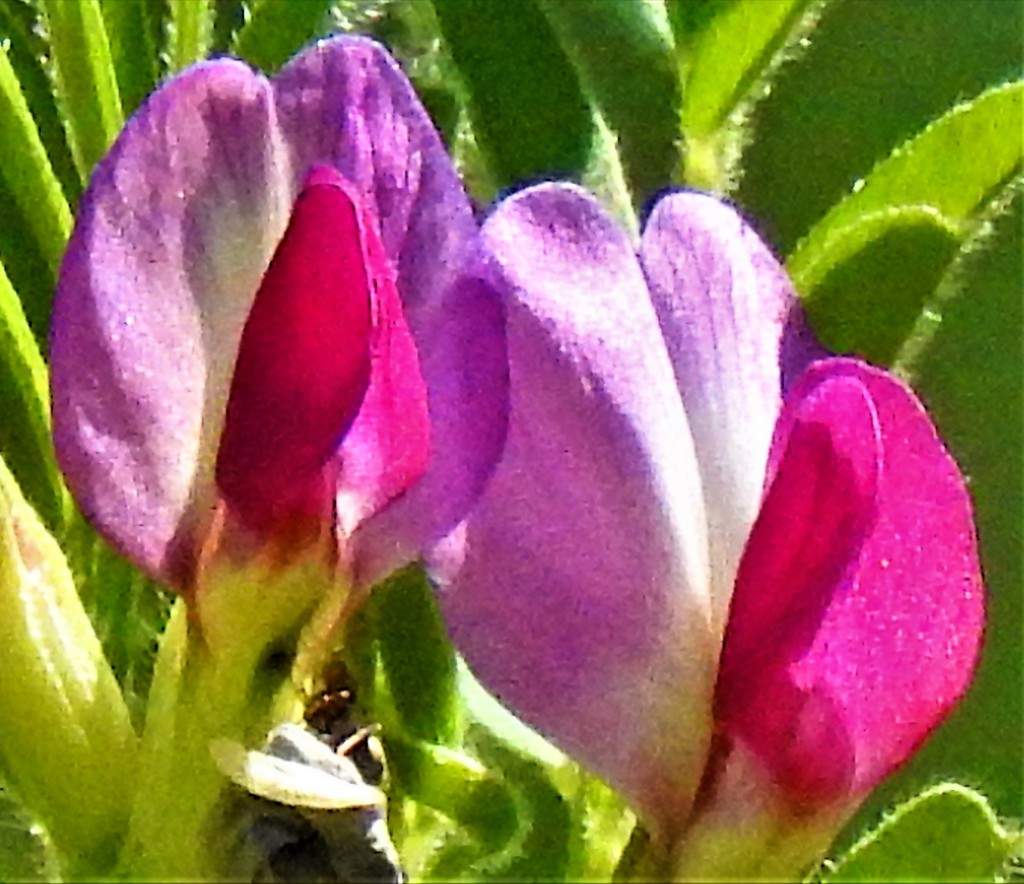 烏野豌豆、矢筈豌豆［豆科］