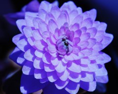梅花唐松「金鳳花科」