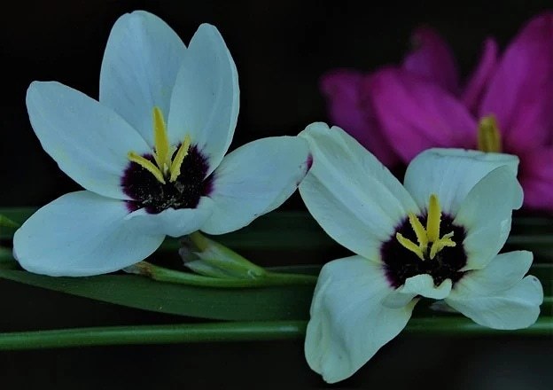 槍水仙、イキシア［文目科］