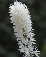 晒菜升麻、更科升麻［金鳳花科］