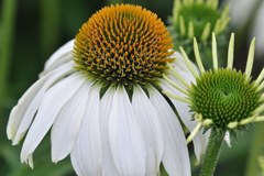 白花馬簾菊、エキナセア・ホワイトスワン［菊科］