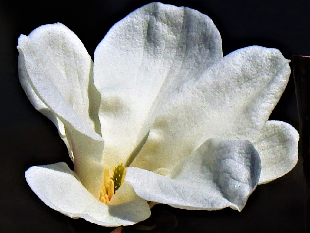 白木蓮［木蓮科］