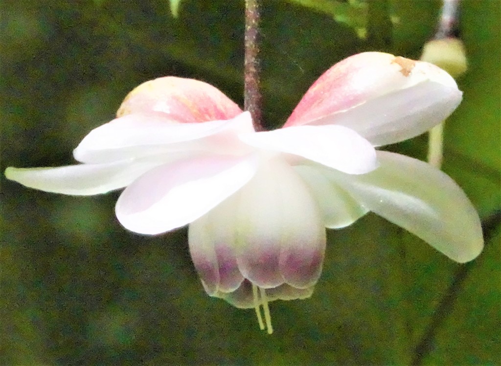 蓮華升麻［金鳳花科］