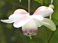 蓮華升麻［金鳳花科］