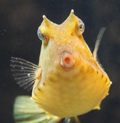 海雀