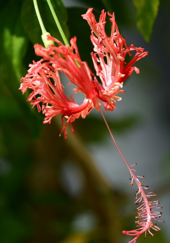 風鈴仏桑花、風鈴仏桑華［葵科］