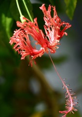 風鈴仏桑花、風鈴仏桑華［葵科］