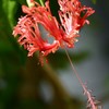 風鈴仏桑花、風鈴仏桑華［葵科］