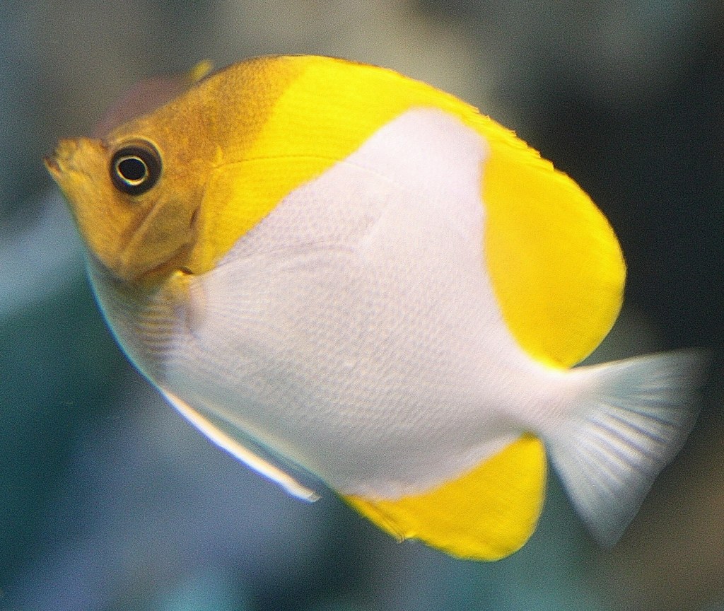 霞蝶々魚