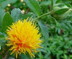 紅花、末摘花、呉の藍、サフラワー［菊科］