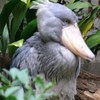 ハシビロコウ