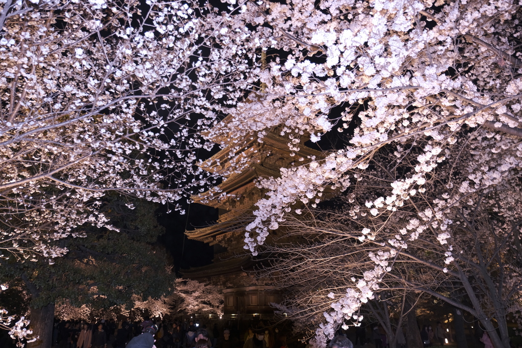 東寺の夜桜５