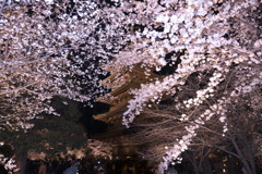 東寺の夜桜５