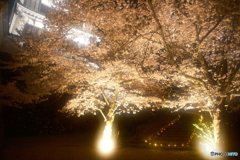 2024福知山城の夜桜５