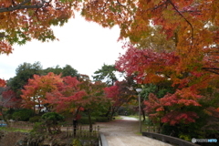 2024-11高岡古城公園の紅葉6