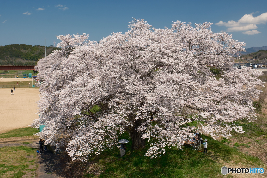 2024綾部市のとある桜