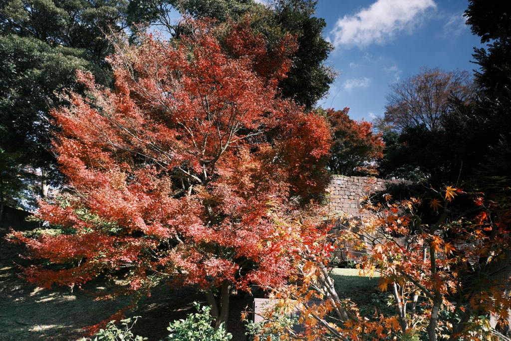 金沢城公園の紅葉巡り２