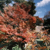 金沢城公園の紅葉巡り２