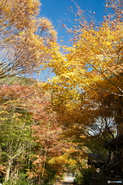 秘境で穴場な紅葉の旅１１