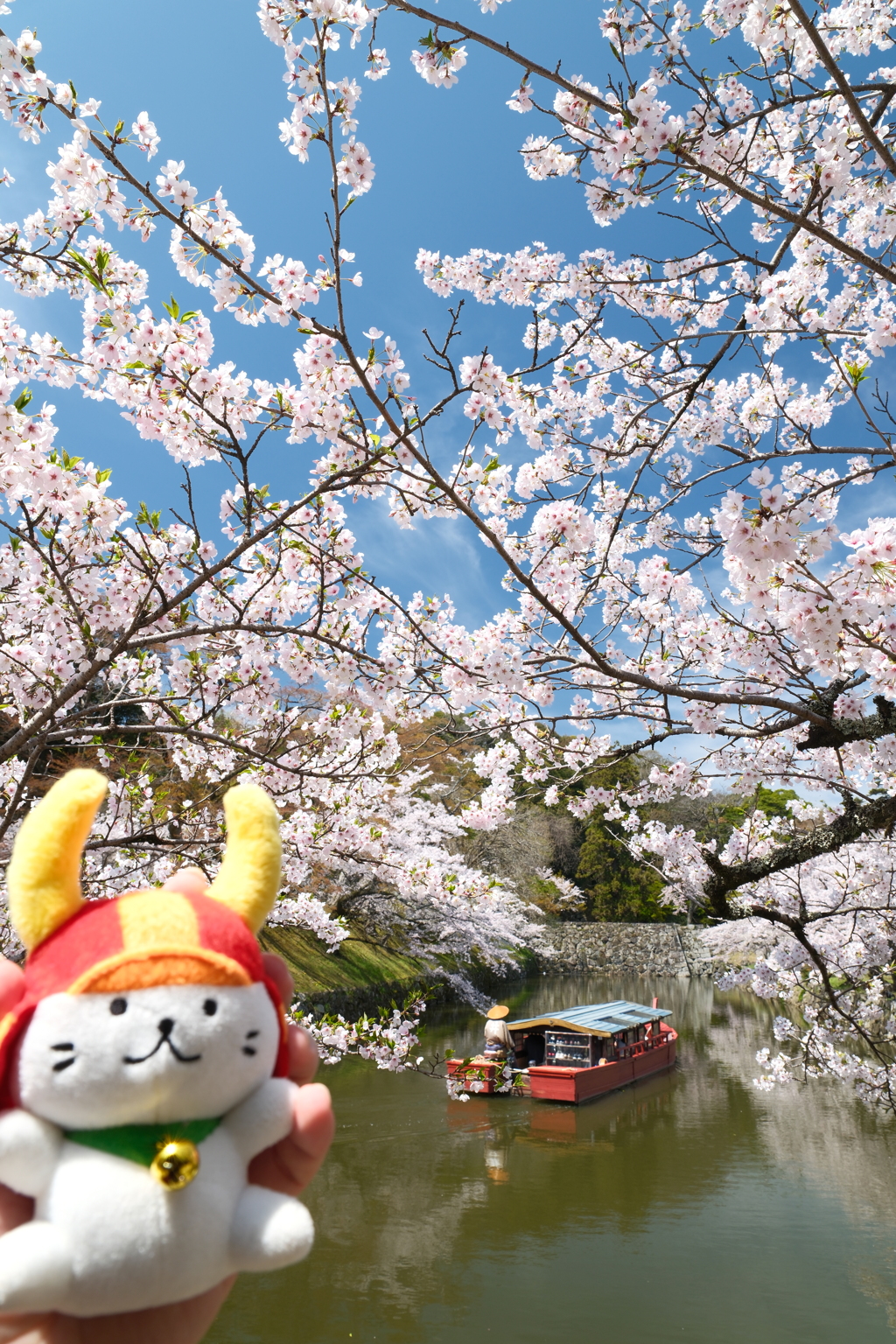 今年の桜の見納めに彦根城３