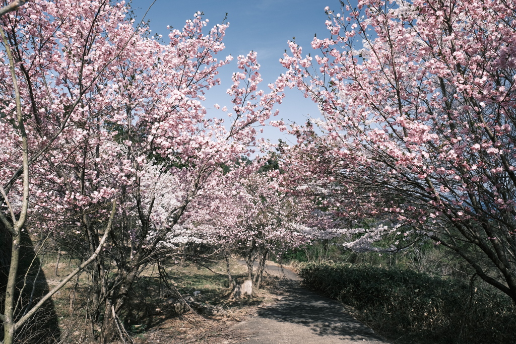 桜の季節の週末にここまで晴れた日が続くのはもうないと思って１５