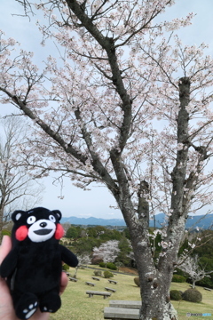 人吉市にて桜巡り１１