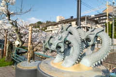 玉湯川堤の桜は長い道のり１０