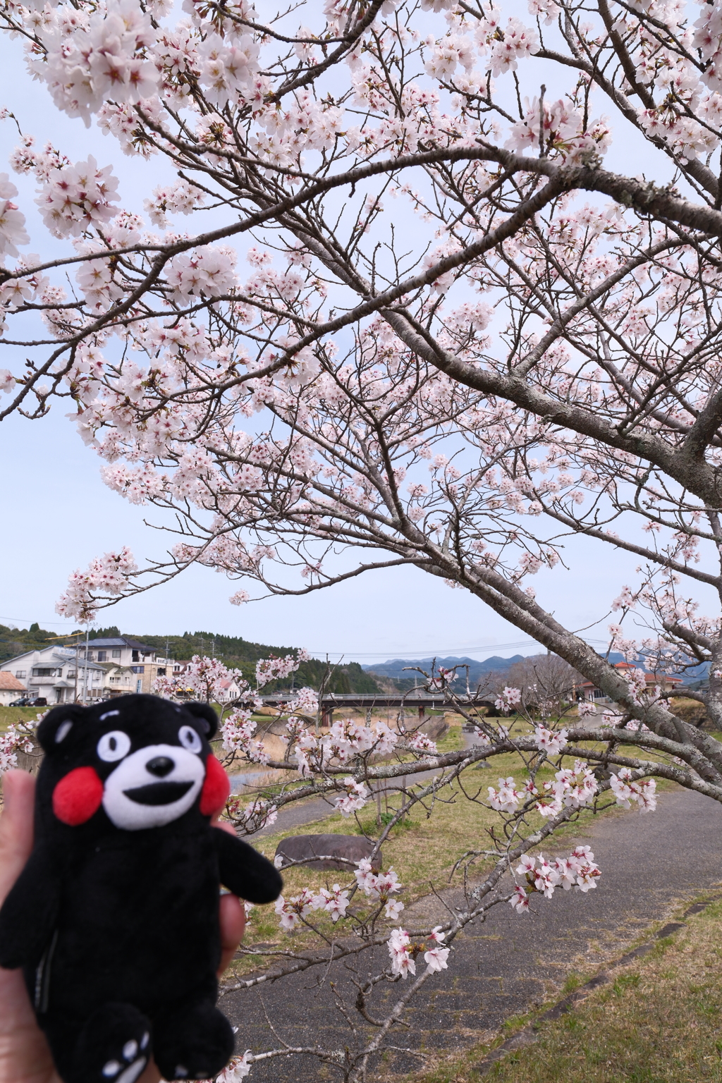 人吉市にて桜巡り１