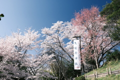 晴れた日に見れた見頃の桜、大美和の杜展望台５
