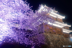 2024福知山城の夜桜３