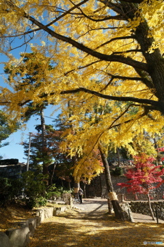 岡崎城公園の紅葉８