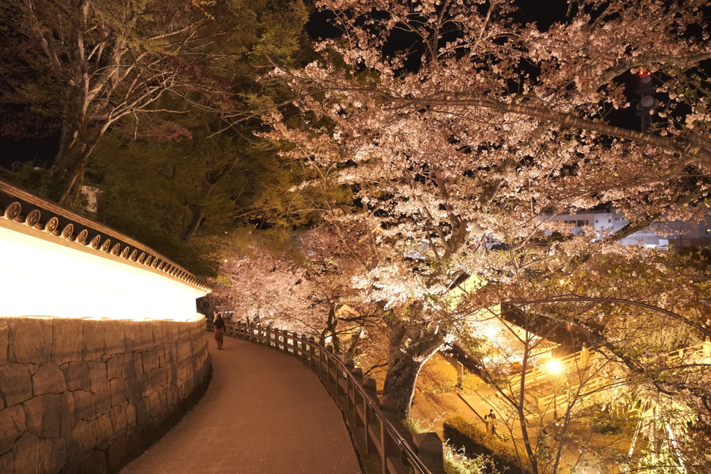 いがいと！夜桜６