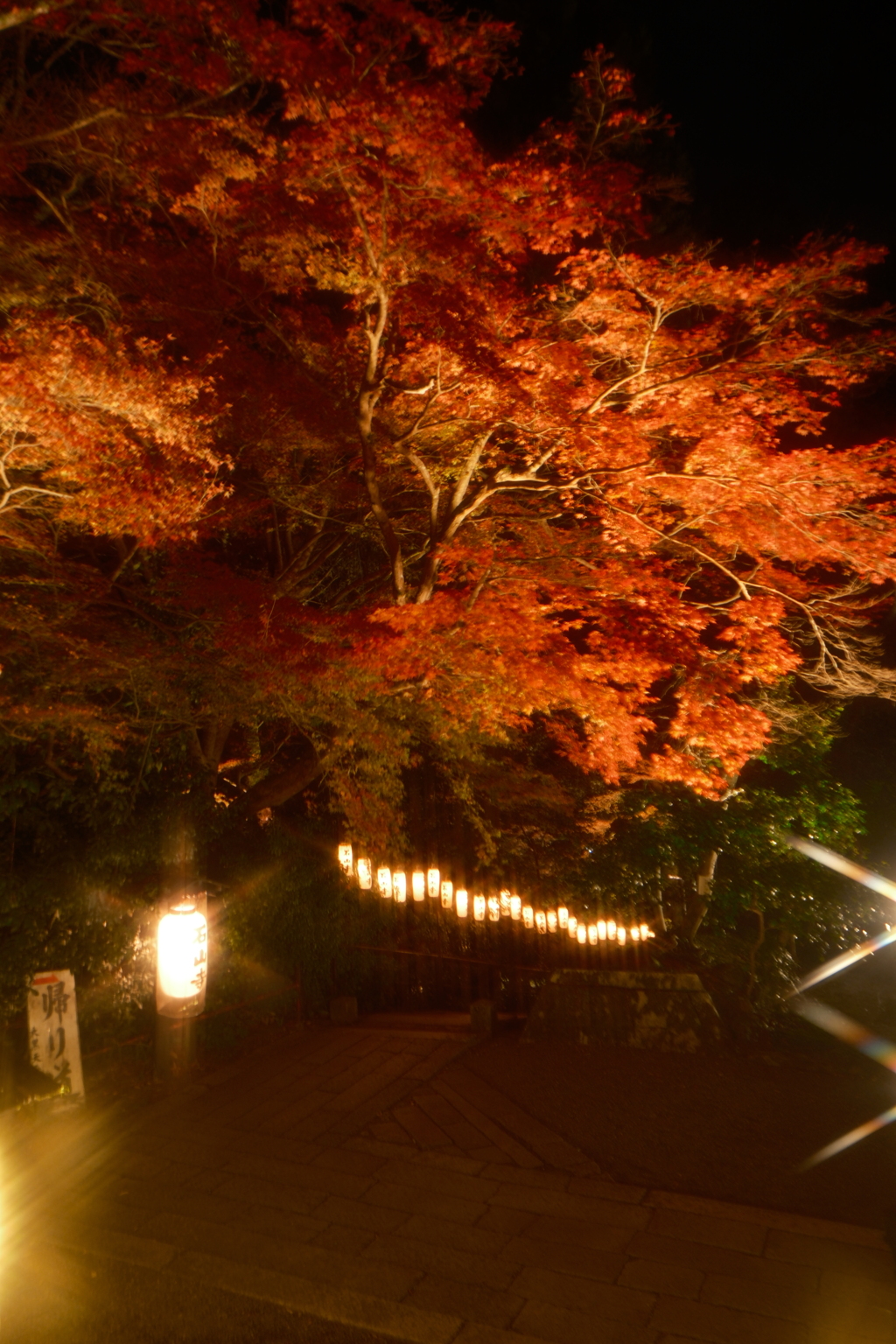 石山寺 あたら夜もみじ７
