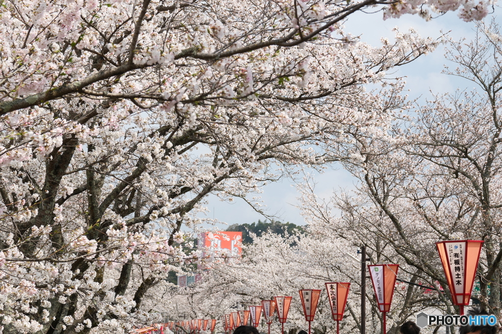 雲南市桜まつり2025　2